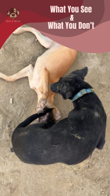 What people see:
Cute dogs. Happy tails. Rescue stories. Before & afters. 🐾
What we actually do:
Clean wounds. Give medicines. Wash endless bowls. Handle emergencies. Feed 50+ hungry mouths. Sit through sleepless nights. Chase pending bills. Hold scared dogs through pain. Clean up after them. Start again the next morning.
Because rescue isn’t just the moment you see on Instagram.
It’s the 24/7 work that happens when the camera is off.
And honestly? We wouldn’t have it any other way. 🤍
This is Paws & Pause — not just a shelter, but a whole lot of work behind every wagging tail.
If you want to be part of that work, sponsor a meal, a day of medicines, or simply share our work. Every bit helps us keep going.