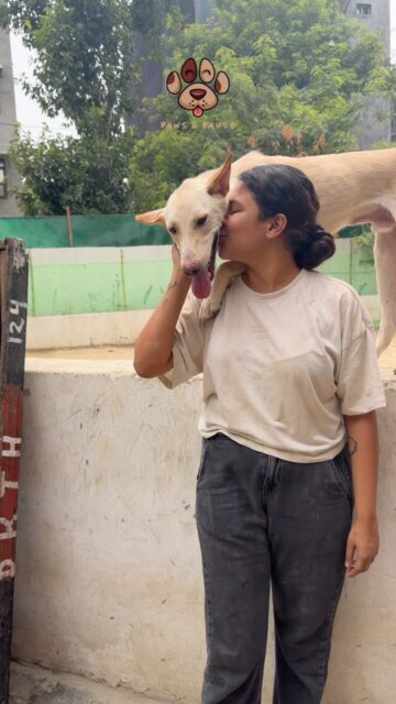 Maybe you don’t have the time to adopt.
Maybe you can’t take a dog home.
But you can always spare a little time to just… hang out with them. 🐾
Come spend an afternoon at Paws & Pause.
Play with the kids. Give them belly rubs. Take them for a walk. Sit with the shy ones. Get covered in fur. And honestly, just chill. 🤍
Sometimes, all they need is a little love and a little company.
If you’d like to spend some time with our kids, DM us and come say hi. 🐶